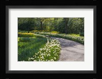 Sunlit Path In Daffodil Garden Fine Art Print