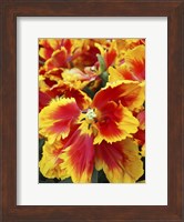 Yellow And Red Parrot Tulips Fine Art Print