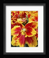 Yellow And Red Parrot Tulips Fine Art Print
