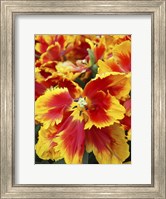 Yellow And Red Parrot Tulips Fine Art Print