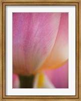Macro Of Colorful Tulip 1, Netherlands Fine Art Print