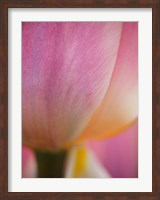 Macro Of Colorful Tulip 1, Netherlands Fine Art Print