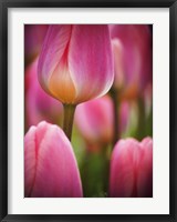 Macro Of Colorful Tulip 2, Netherlands Fine Art Print