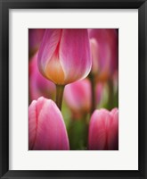 Macro Of Colorful Tulip 2, Netherlands Fine Art Print