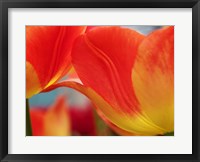 Macro Of Colorful Tulip 3, Netherlands Fine Art Print