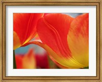 Macro Of Colorful Tulip 3, Netherlands Fine Art Print