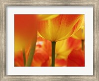 Macro Of Colorful Tulip 4, Netherlands Fine Art Print