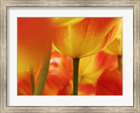 Macro Of Colorful Tulip 4, Netherlands Fine Art Print