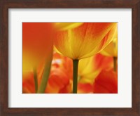 Macro Of Colorful Tulip 4, Netherlands Fine Art Print