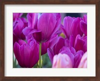 Tulip Close-Ups 1, Lisse, Netherlands Fine Art Print