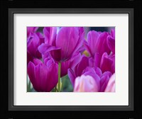 Tulip Close-Ups 1, Lisse, Netherlands Fine Art Print