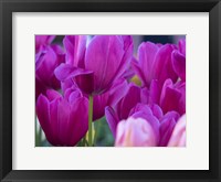 Tulip Close-Ups 1, Lisse, Netherlands Fine Art Print
