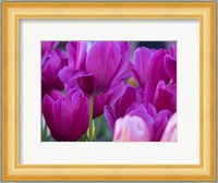 Tulip Close-Ups 1, Lisse, Netherlands Fine Art Print