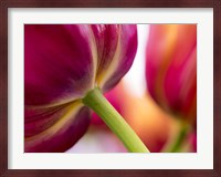 Tulip Close-Ups 2, Lisse, Netherlands Fine Art Print
