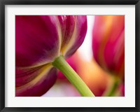 Tulip Close-Ups 2, Lisse, Netherlands Fine Art Print