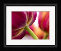 Tulip Close-Ups 2, Lisse, Netherlands Fine Art Print