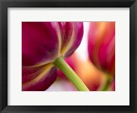 Tulip Close-Ups 2, Lisse, Netherlands Fine Art Print