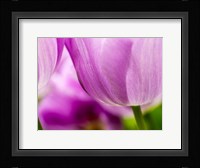 Tulip Close-Ups 3, Lisse, Netherlands Fine Art Print