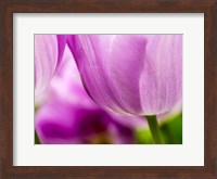 Tulip Close-Ups 3, Lisse, Netherlands Fine Art Print