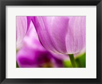 Tulip Close-Ups 3, Lisse, Netherlands Fine Art Print