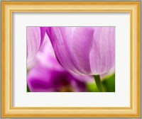 Tulip Close-Ups 3, Lisse, Netherlands Fine Art Print