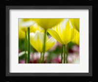 Tulip Close-Ups 4, Lisse, Netherlands Fine Art Print