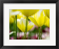 Tulip Close-Ups 4, Lisse, Netherlands Fine Art Print
