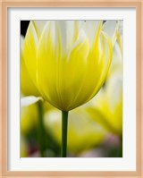 Tulip Close-Ups 5, Lisse, Netherlands Fine Art Print