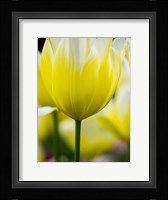 Tulip Close-Ups 5, Lisse, Netherlands Fine Art Print