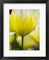 Tulip Close-Ups 5, Lisse, Netherlands Fine Art Print