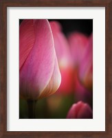 Colorful Tulip 1, Netherlands Fine Art Print