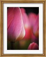 Colorful Tulip 1, Netherlands Fine Art Print