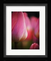 Colorful Tulip 1, Netherlands Fine Art Print
