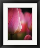 Colorful Tulip 1, Netherlands Fine Art Print
