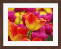 Colorful Tulip 2, Netherlands Fine Art Print