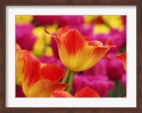 Colorful Tulip 2, Netherlands Fine Art Print