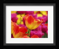 Colorful Tulip 2, Netherlands Fine Art Print