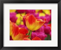 Colorful Tulip 2, Netherlands Fine Art Print
