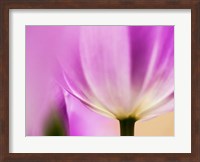 Tulip Close-Up With Selective Focus 1, Netherlands Fine Art Print