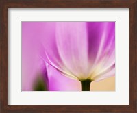 Tulip Close-Up With Selective Focus 1, Netherlands Fine Art Print