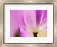Tulip Close-Up With Selective Focus 1, Netherlands Fine Art Print
