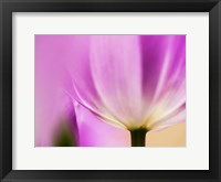 Tulip Close-Up With Selective Focus 1, Netherlands Fine Art Print