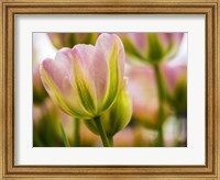 Tulip Close-Up With Selective Focus 2, Netherlands Fine Art Print