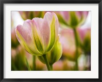 Tulip Close-Up With Selective Focus 2, Netherlands Fine Art Print