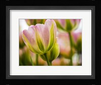 Tulip Close-Up With Selective Focus 2, Netherlands Fine Art Print