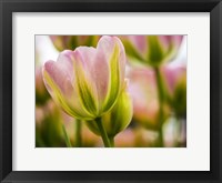 Tulip Close-Up With Selective Focus 2, Netherlands Fine Art Print