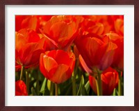 Red Tulips In Mass, Nord Holland, Netherlands Fine Art Print