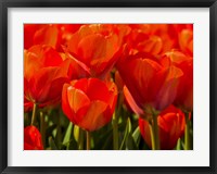 Red Tulips In Mass, Nord Holland, Netherlands Fine Art Print