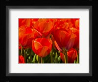 Red Tulips In Mass, Nord Holland, Netherlands Fine Art Print