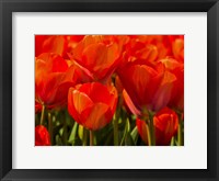 Red Tulips In Mass, Nord Holland, Netherlands Fine Art Print